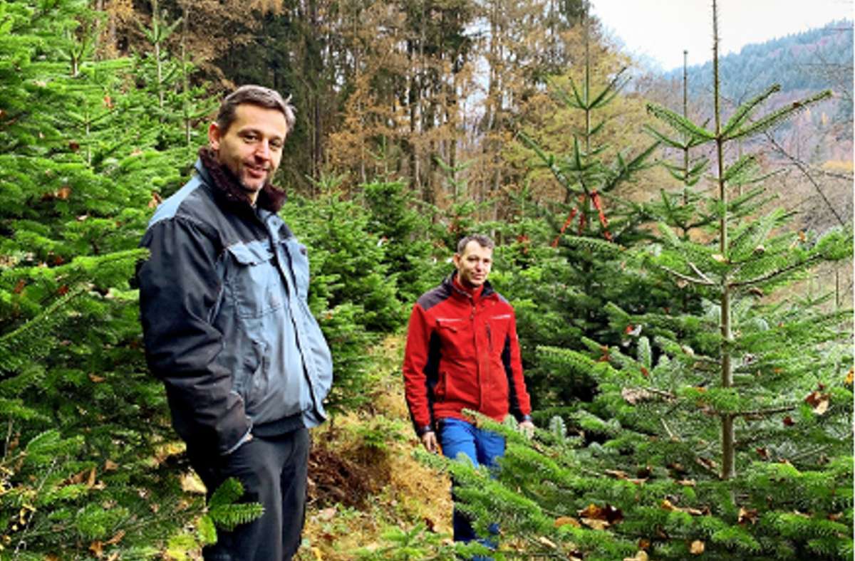Die Christbaumflüsterer  Matthias (li.) und Tillmann Wolfangel in ihrer Baumplantage in Dennjächt im Nordschwarzwald. Foto: StZ/Volkmann