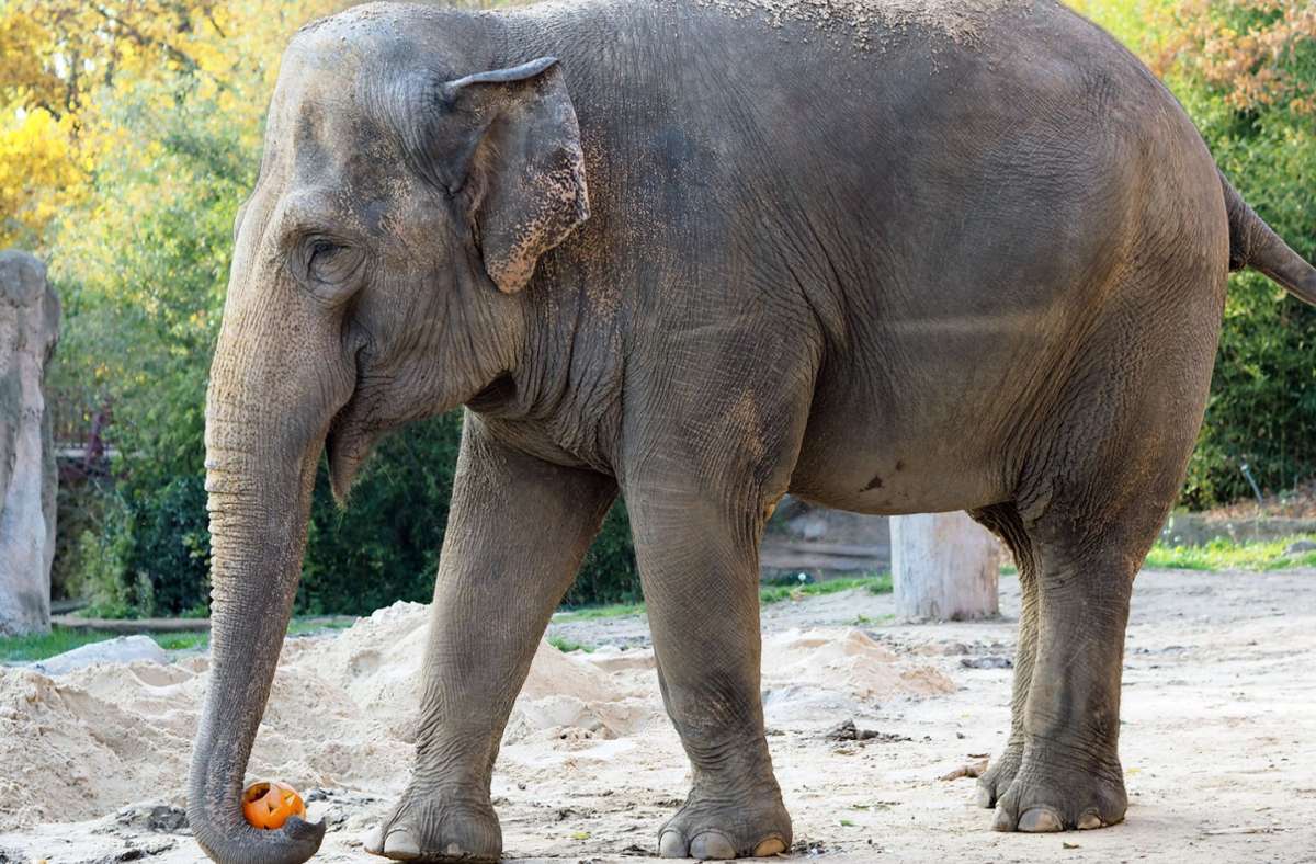 Saida aus Leipzig: Alte Elefantenkuh  kommt in den Karlsruher Zoo