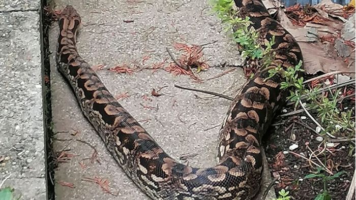 Zwei Meter lange Schlange im Garten entdeckt