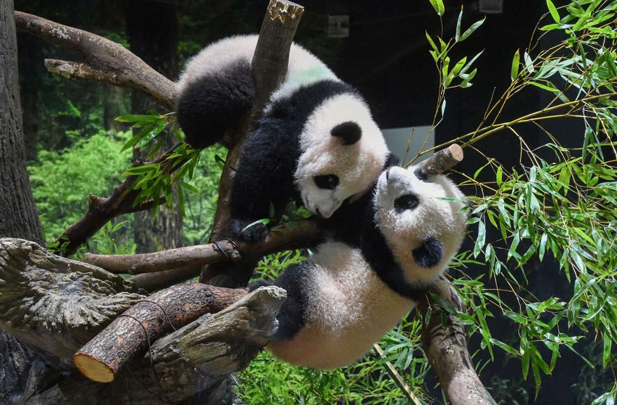 Tokio: Japans ältester Zoo zeigt erstmals seltene Panda-Zwillinge