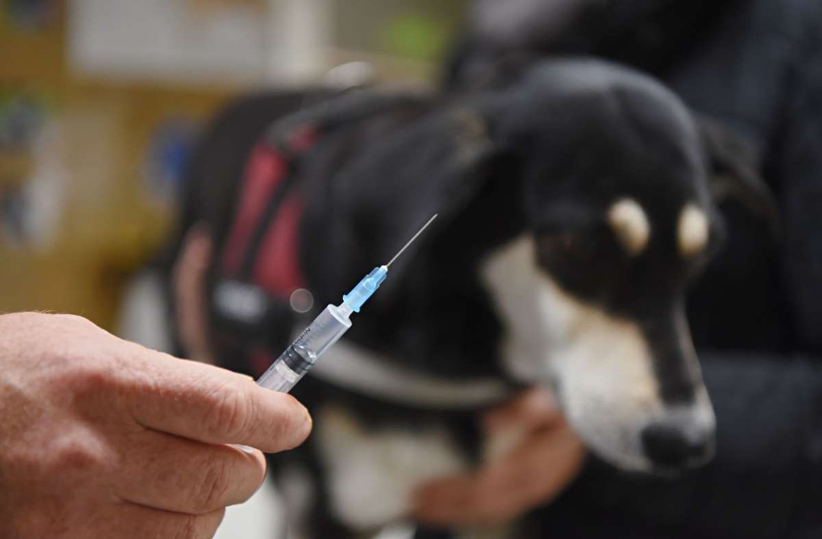 Ampel-Pläne: Viele Tierkliniken leisten keinen Notdienst mehr