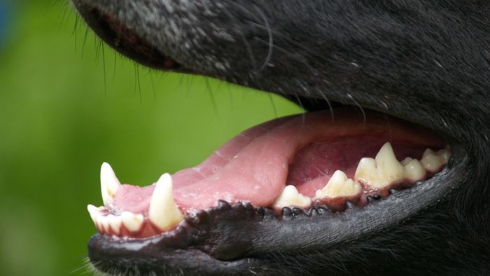 Hund beißt Mädchen –   Achtjährige schwer verletzt