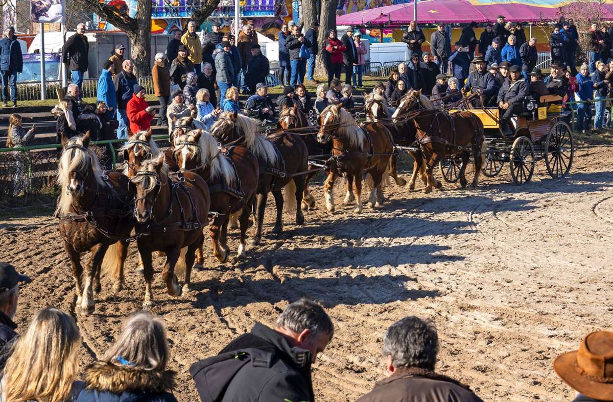 Gespannwettbewerb beim Pferdemarkt: Faszination Zehnspänner: Mit fünf Leinen in jeder Hand