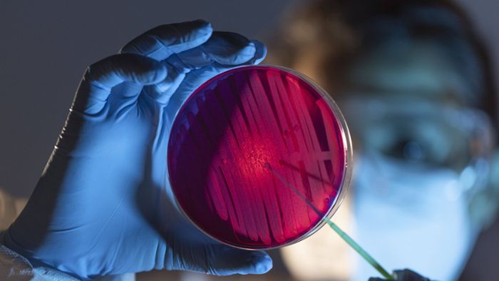 Candida auris: Experten: Pilzinfektionen sind unterschätzte Gefahr