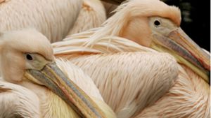 Gänse und Pelikan im Karlsruher Zoo möglicherweise infiziert