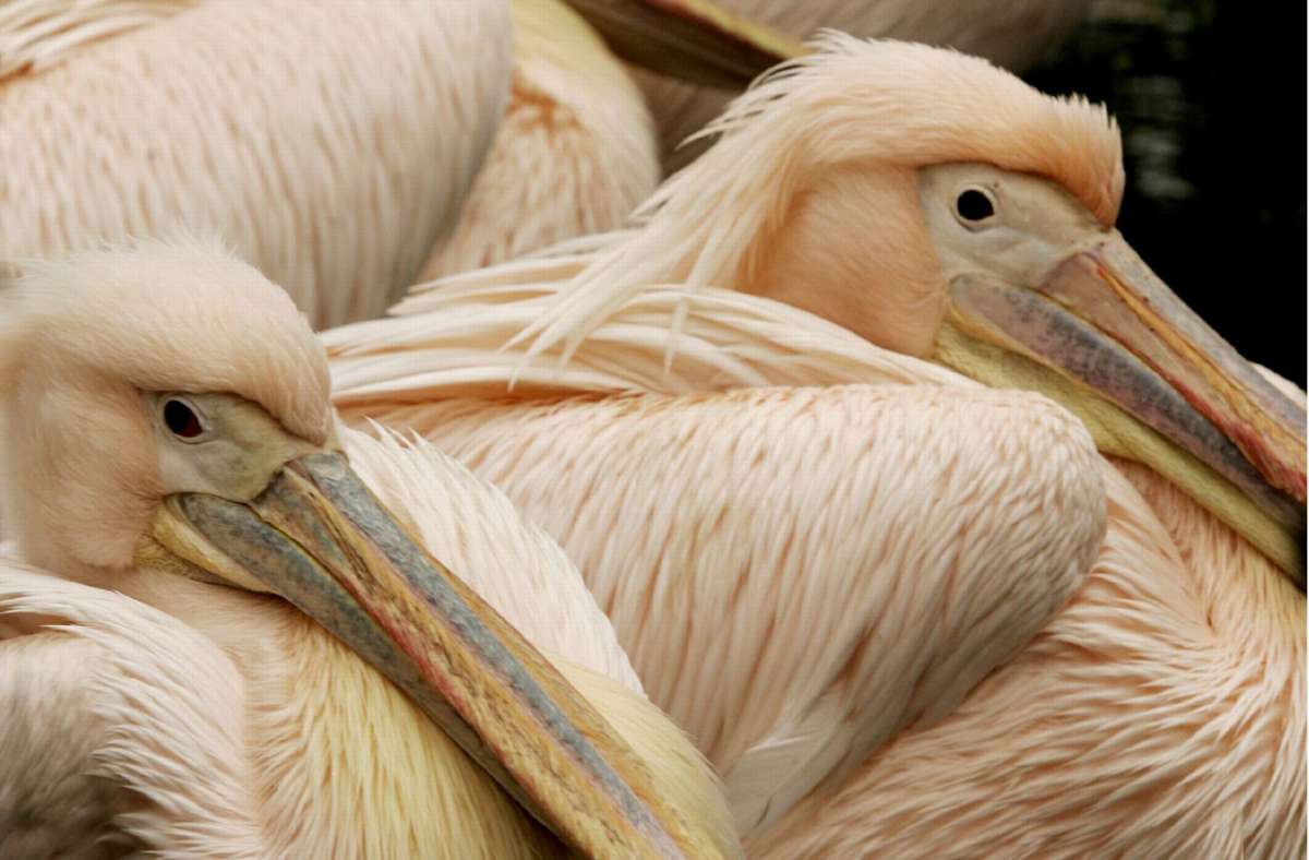 Nach Vogelgrippe bei Graureiher: Gänse und Pelikan im Karlsruher Zoo möglicherweise infiziert
