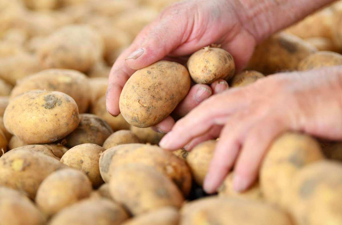 Prozess wegen Sklaverei in Grafenau: Kartoffelschälen bis zur Bewusstlosigkeit