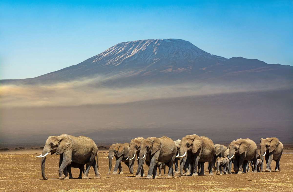 Während ihrer Keniareise fotografierten Renate und Gerhard Henkel nicht nur eine Elefantenherde vor dem Kilimanjaro,...