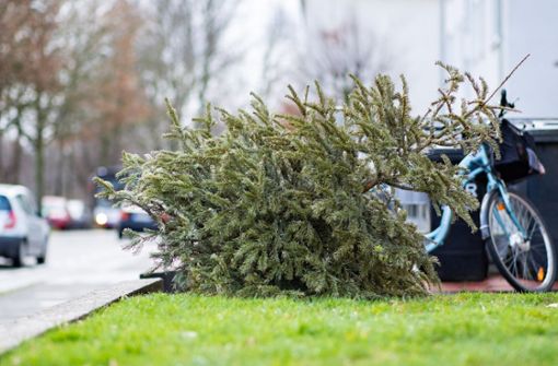 Viele Kommunen bieten einen kostenlosen Abholservice für Weihnachtsbäume an. Foto: dpa/Marcel Kusch