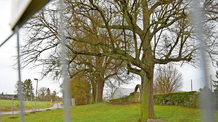 Baum-Check für 100-jährige Linden