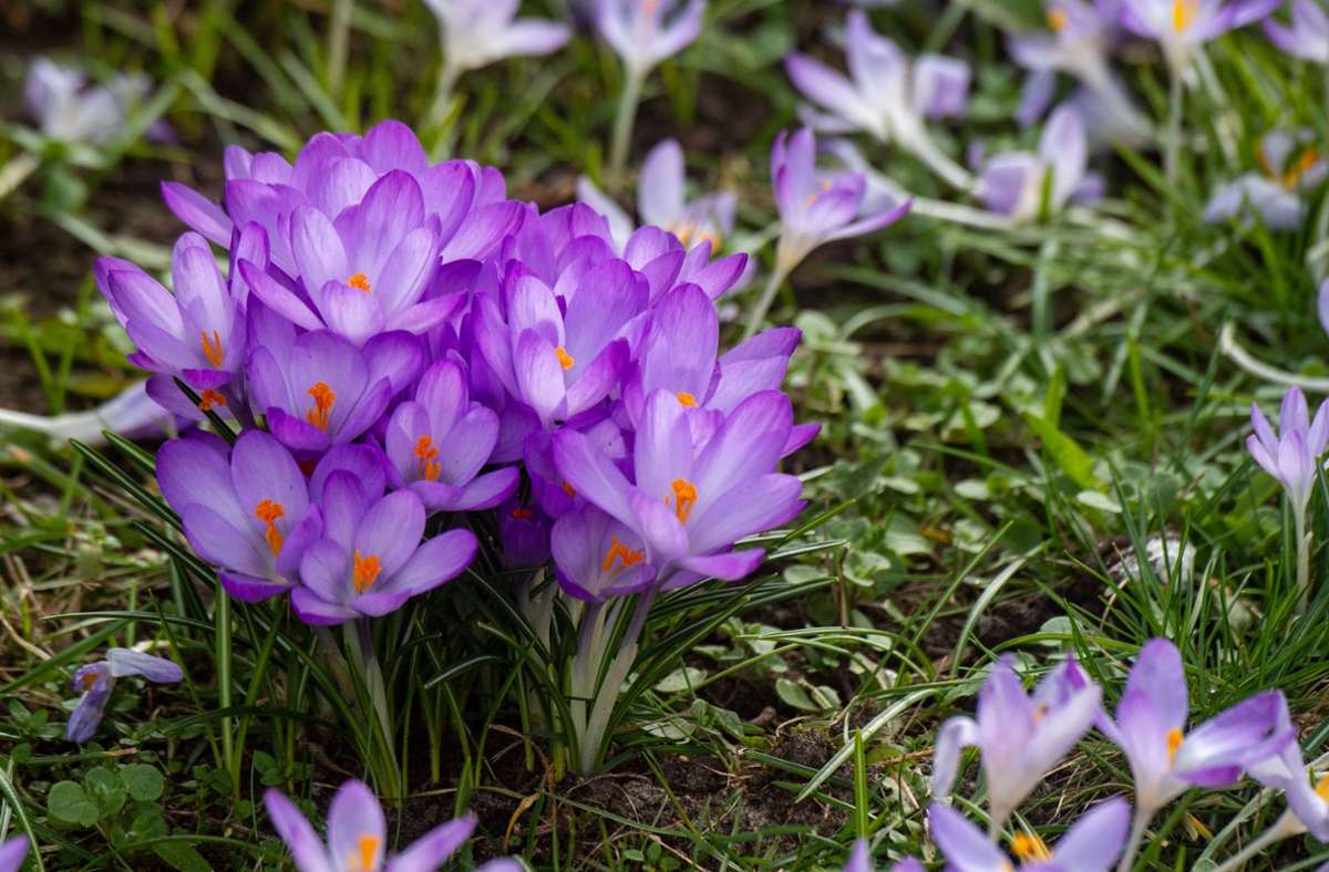 Auch Krokusse sind typische Frühlingsblumen.