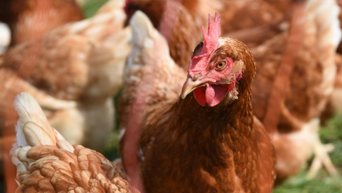 Entwarnung für Hühnerzüchter im Kreis Böblingen