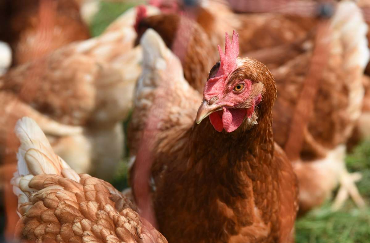 Geflügelpest ist eingedämmt: Entwarnung für Hühnerzüchter im Kreis Böblingen