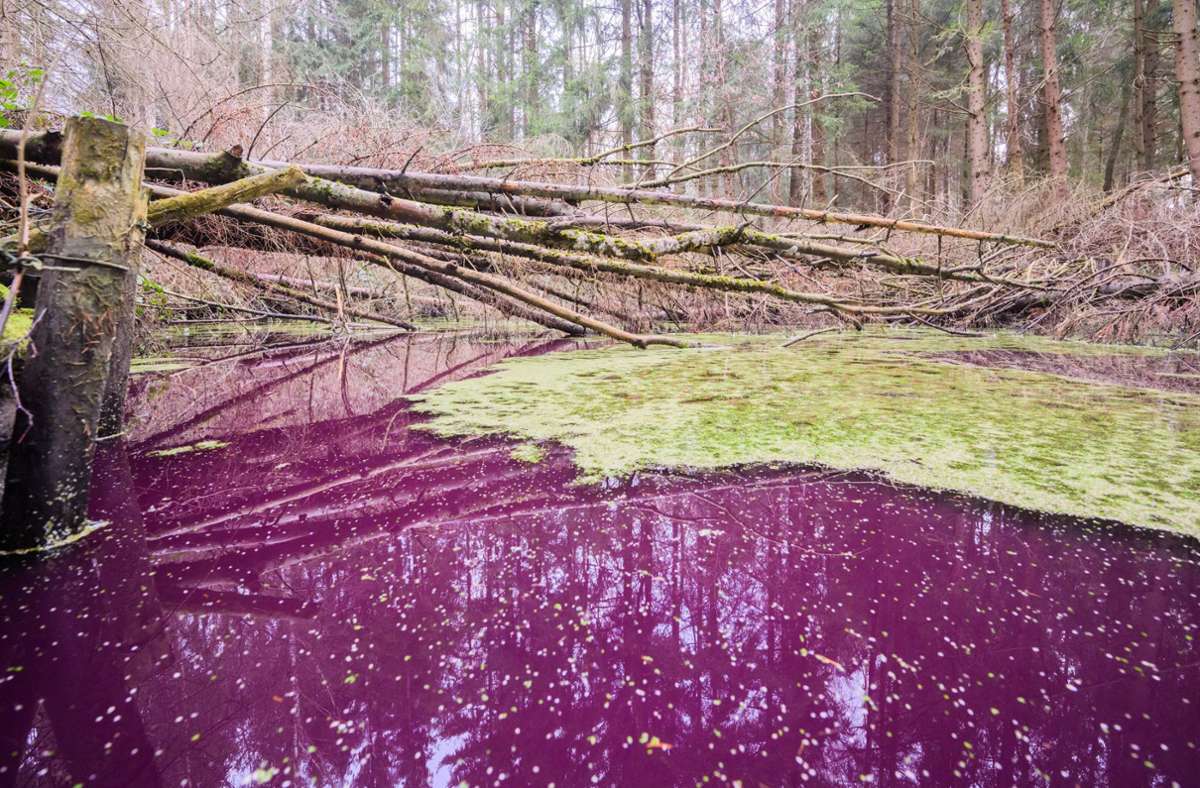 Hildesheimer Wald: Rätsel um purpurfarbenen Teich