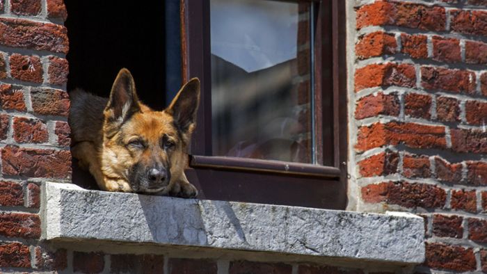 Vorfall im Kreis Sigmaringen: Einsatzkräfte retten Frau vor ihrem eigenen Hund