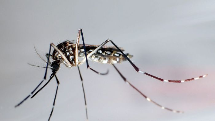 Krankheit: Mehr als fünf Millionen Dengue-Fälle in Brasilien