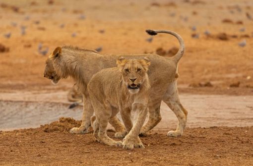 Eine Löwin hat sich in Südafrika eine GoPro-Kamera vorgeknöpft (Symbolbild). Foto: imago images/Addictive Stock/Pere Soler