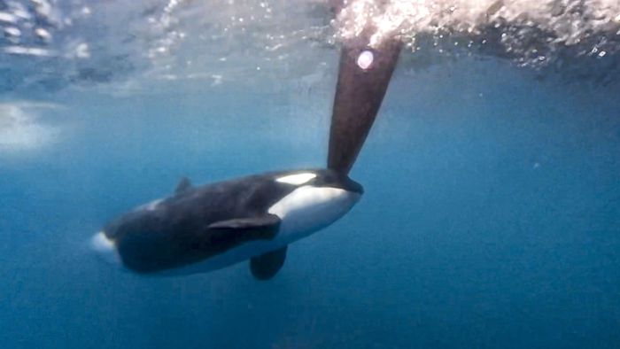 Warum versenken Orcas eine 15 Meter-Jacht?