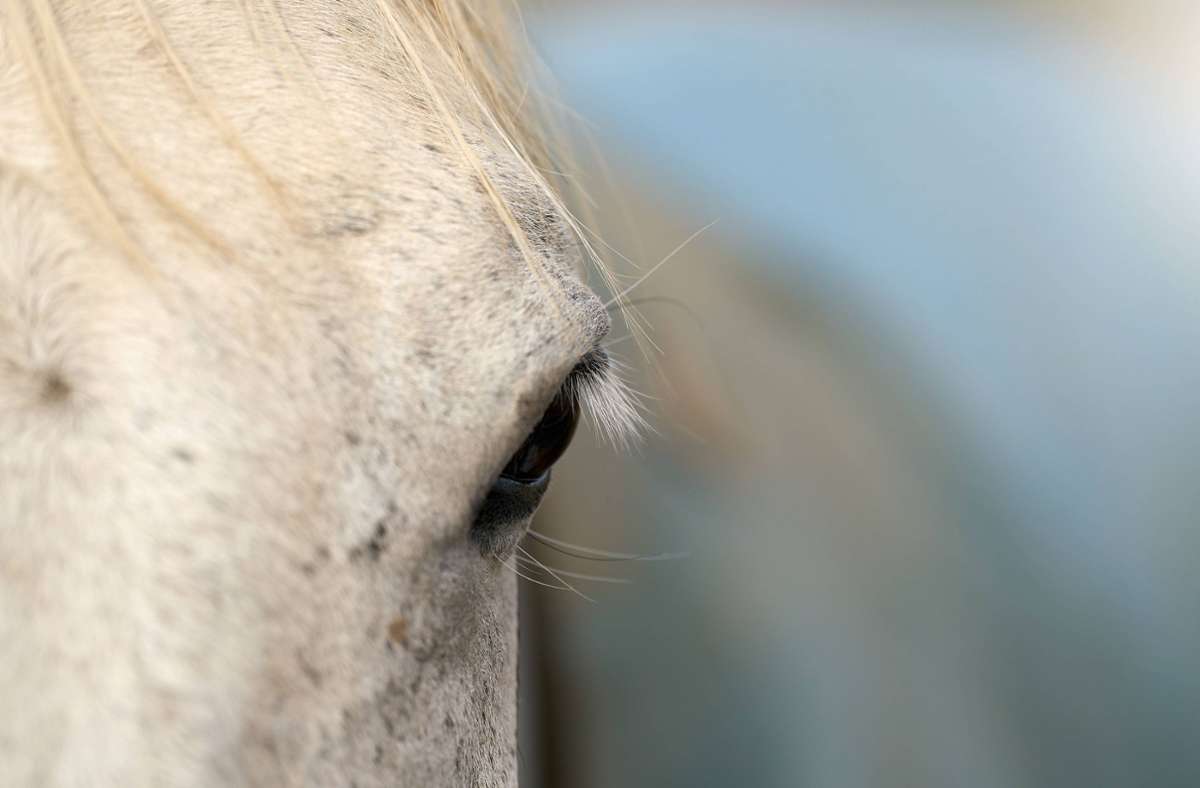 Japan: Mehr als hundert Pferde erleiden Sonnenstich bei Samurai-Festival