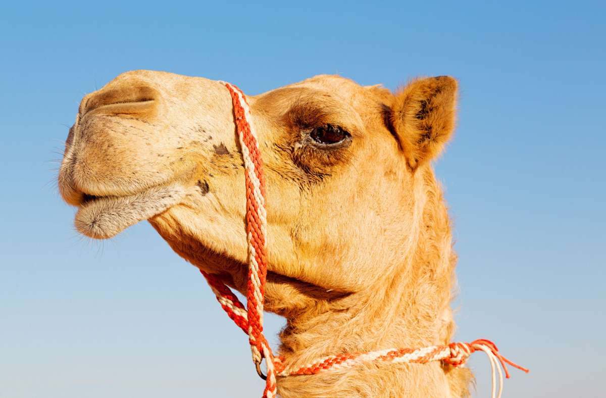 Saudi-Arabien: Kamele wegen Botox von Schönheitswettbewerb ausgeschlossen
