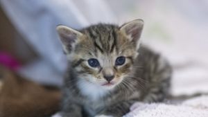 Babykatzen in Karton ausgesetzt - Polizei ermittelt