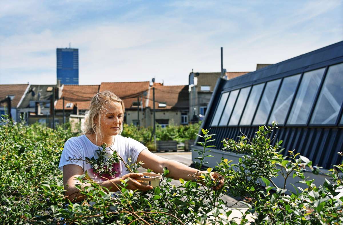 Acker auf Markthalle: Wie man Gemüse frisch vom Dach bekommt