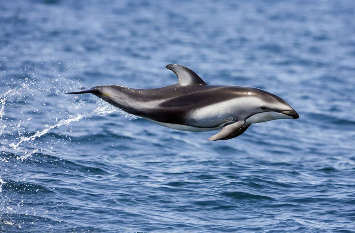 Ausflügler beim Whale-Watching: Tausende Delfine vor Kaliforniens Küste gesichtet