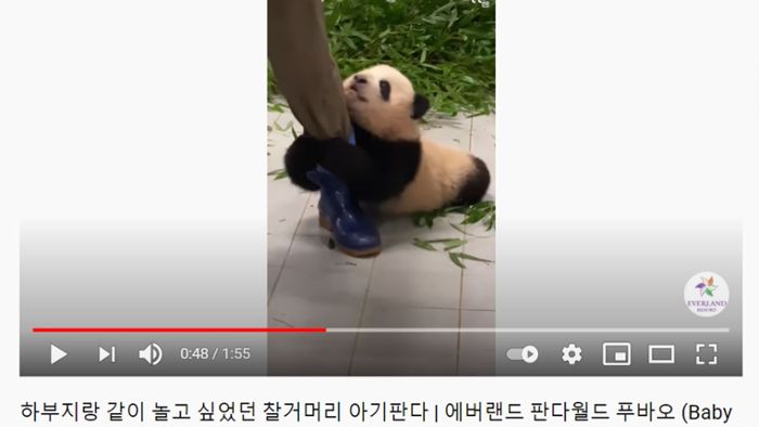 Video von Riesenpanda-Baby wird zum Youtube-Hit