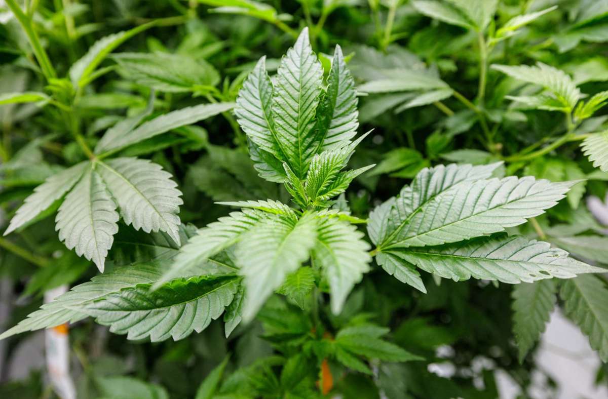 Ebersbach-Musbach: Zwei Cannabis-Plantagen in Wald und Wohnung –  Verdächtiger verhaftet