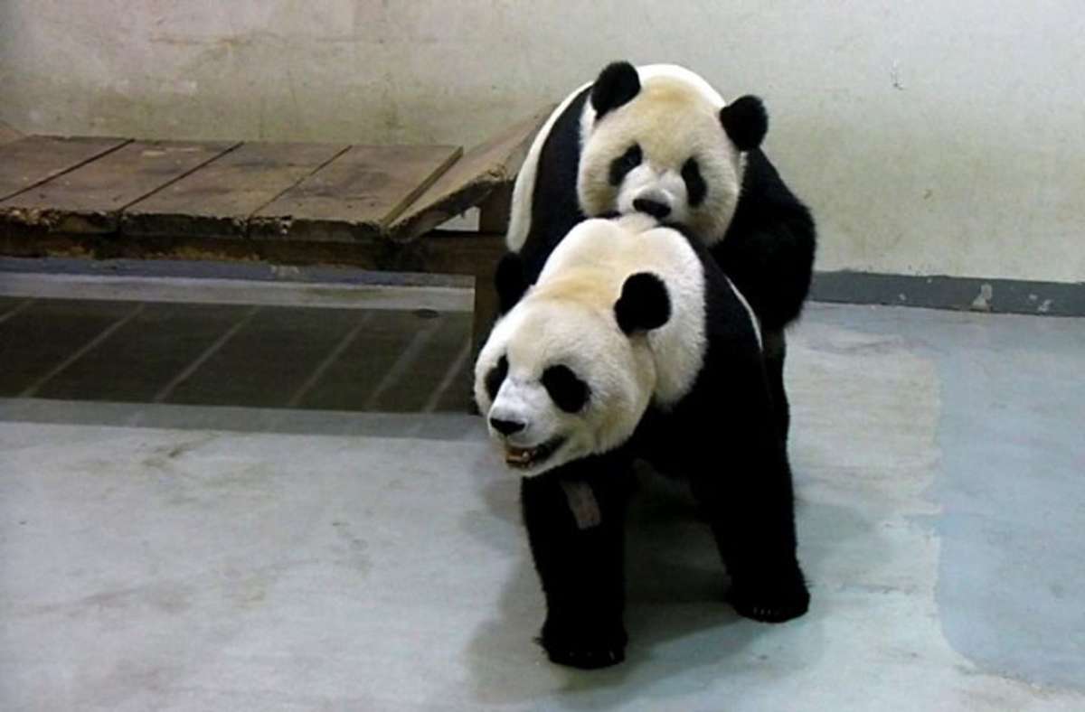 Es ist nicht, wonach es aussieht: Yuan Yuan (vorne) und Tuan Tuan (hinten) beim Spielen im Zoo von Taipei (Taiwan). Erst nach vier Jahren und mehreren künstlichen Besamungen brachte Yuan Yuan 2013 einen kleinen Panda zur Welt, im Sommer 2020 folgte ein zweiter.