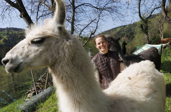 Andenkamele in Sulzbach: Ein Lama kommt selten allein