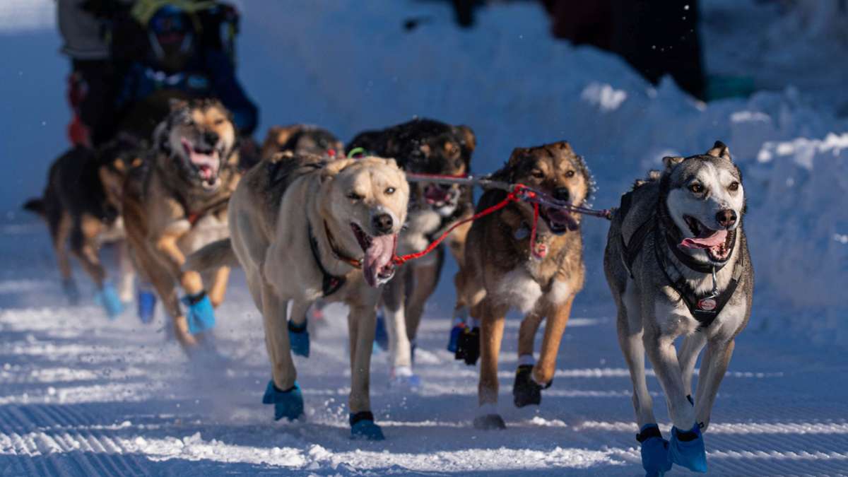 Die Hunde des Teams von Riley Dyche beim Start des Iditarod-Hundeschlittenrennens in Anchorage.