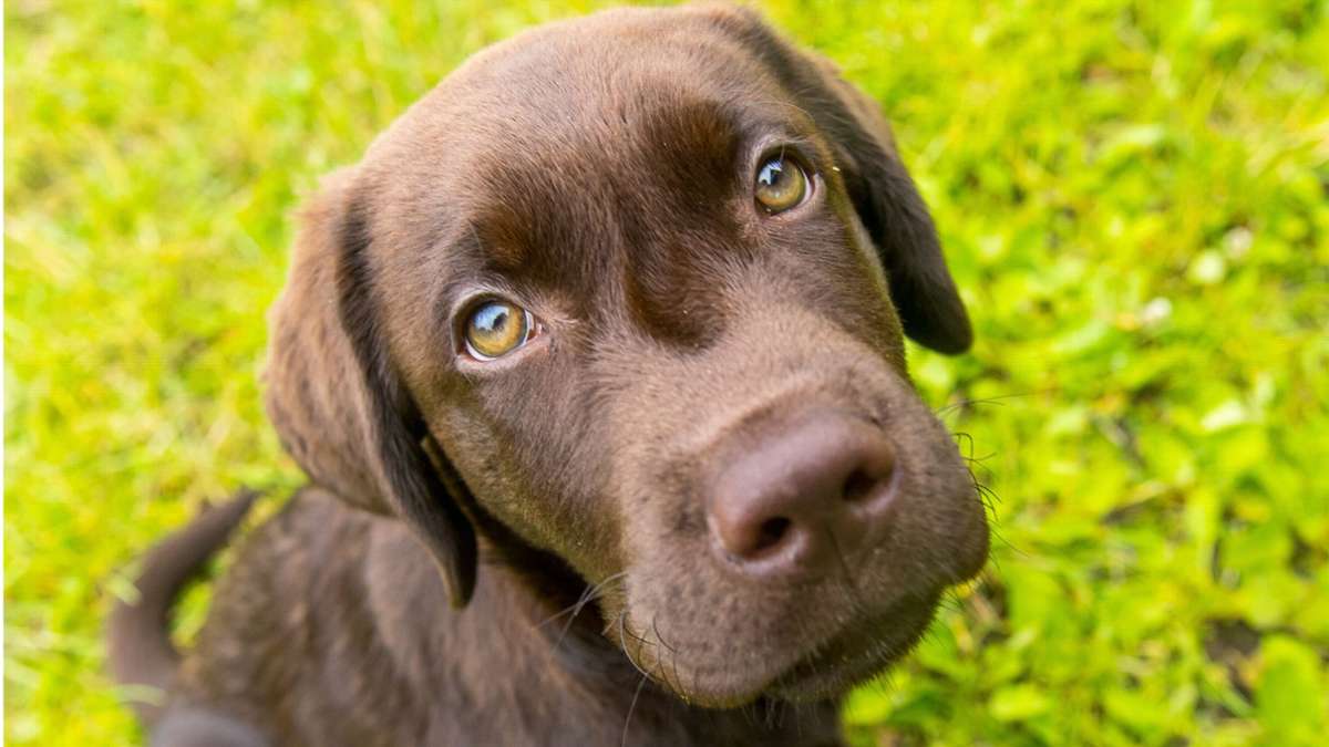 Top 10: Das sind die beliebtesten Hundenamen 2023