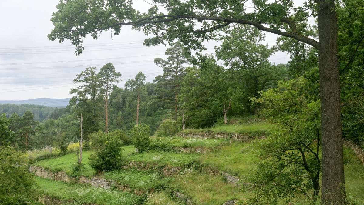 Astbruchgefahr im Leudelsbachtal: Markgröningen sperrt beliebten Wanderweg