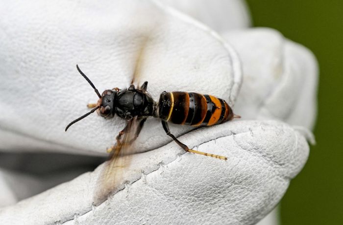 Gefahr für Honigbienen: Asiatische Hornisse breitet sich in Baden-Württemberg aus