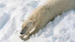 Dieser Eisbär genießt den norwegischen Schnee