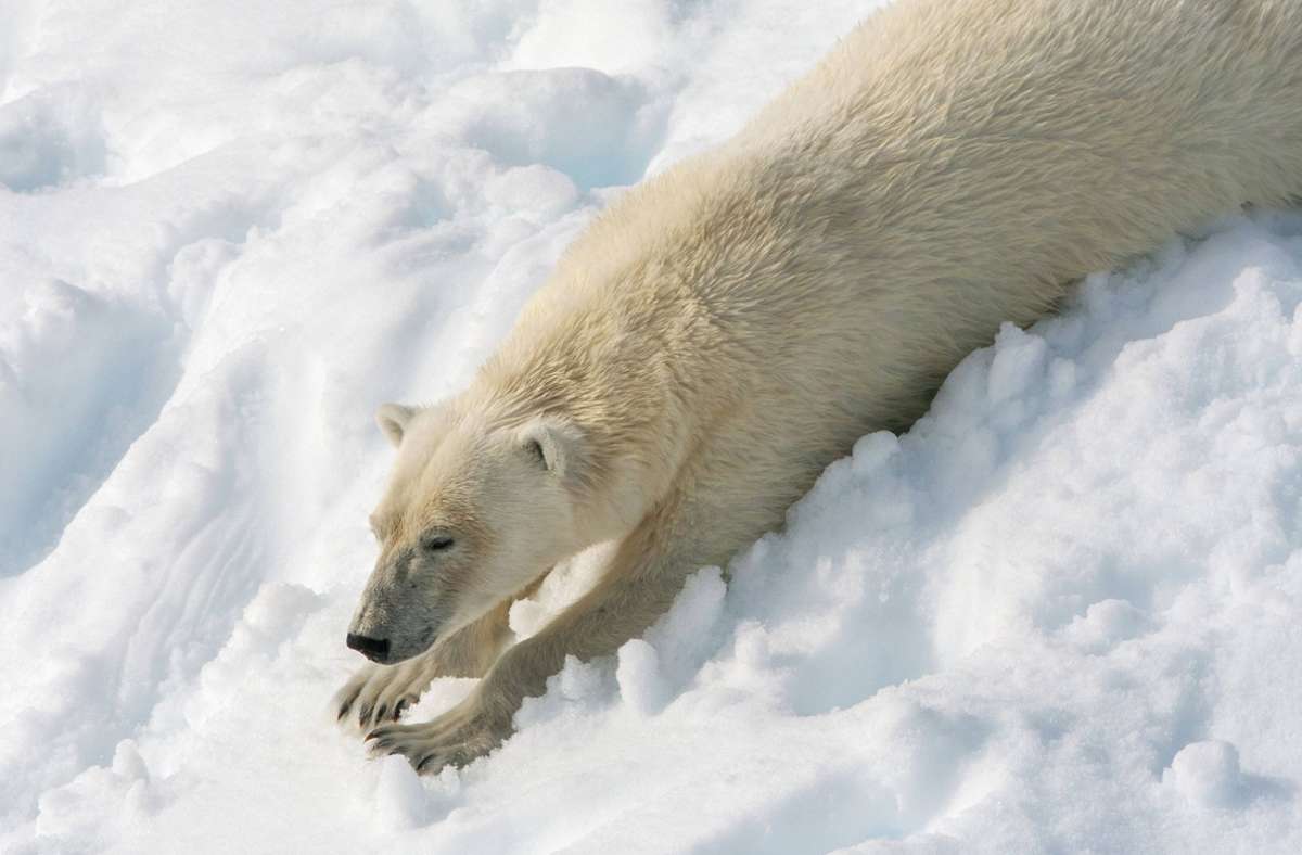 Bis zu 3600 Eisbären leben laut norwegischem Polarinstitut in Spitzbergen. Foto: imago images/blickwinkel/AGAMI/M. Guyt