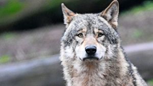 Mehr Förderung beim Schutz vor Wölfen nötig?