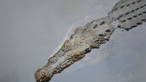 Krokodile nach Hochwasser in den Fluten entdeckt