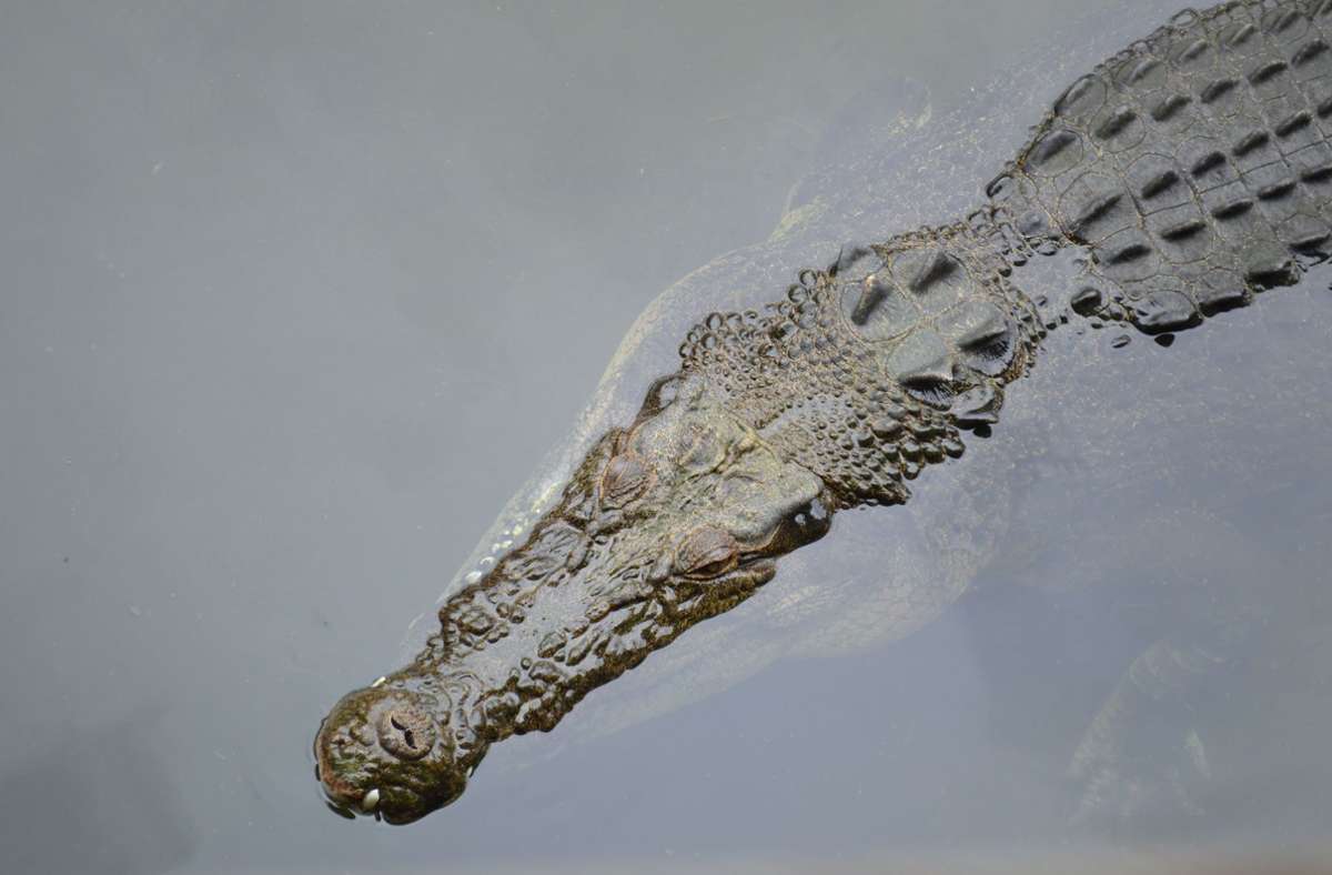 Australien: Krokodile nach Hochwasser in den Fluten entdeckt