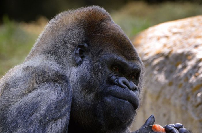 Ozzie wurde 61 Jahre alt: Ältester männlicher Gorilla der Welt in den USA gestorben