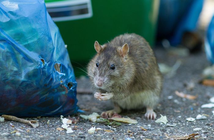 Schädlinge  in Schorndorfer Kita: So will  die Stadt die Ratten wieder loswerden