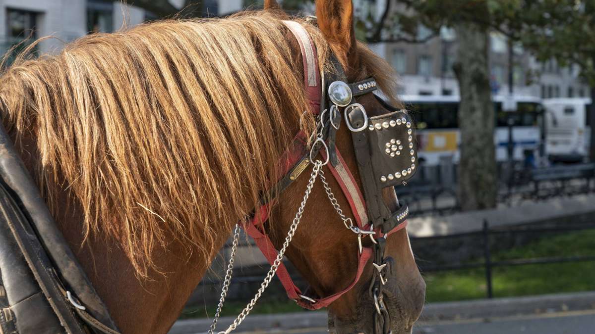 Kurioser Einsatz im Vogtland: Feuerwehr stoppt Betrunkenen auf Pferde-Kutsche