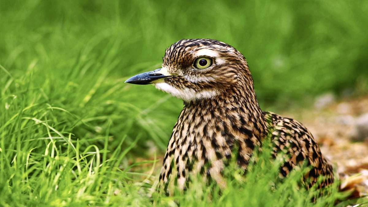 Naturschutz in Baden-Württemberg: Immer mehr Vogelarten im Land sind gefährdet
