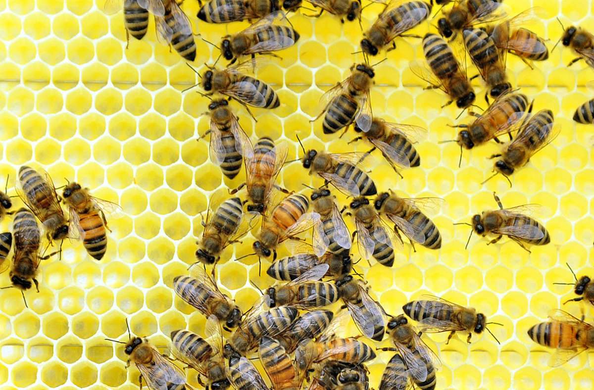Schwere Zeiten für Bienenzüchter im Kreis: Virtuelle Monatsversammlung der Imker