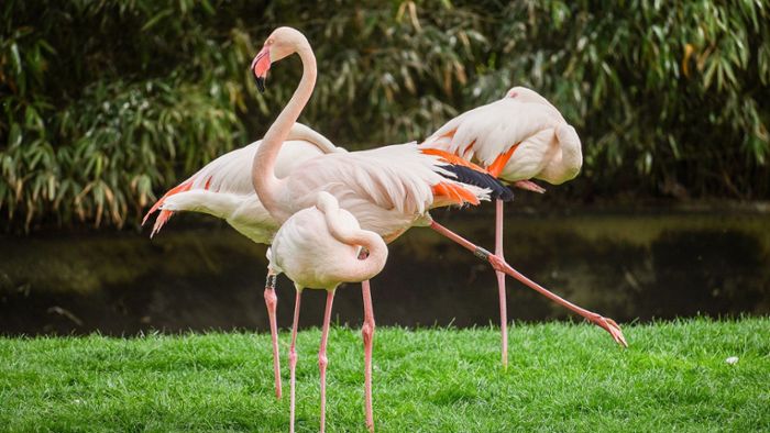 Flugunfähige Flamingos  – Tierrechtlerin übt Kritik an Zoos
