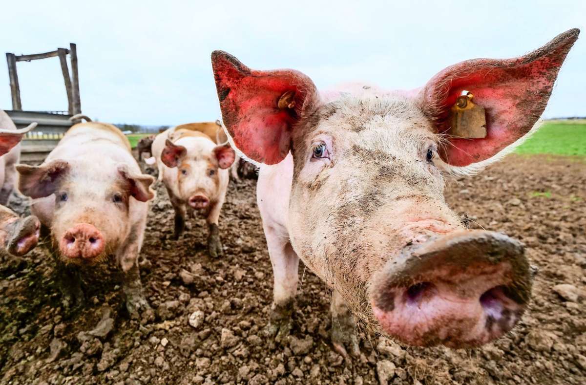 Glücklich: Beim Industriegebiet von Herrenberg-Gültstein wohnen rund 60 Schweine auf einer Weide.