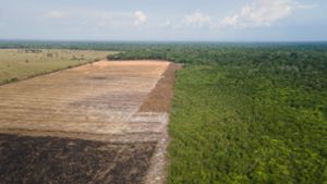 Rodung im Amazonasgebiet auf niedrigstem Stand seit 2018