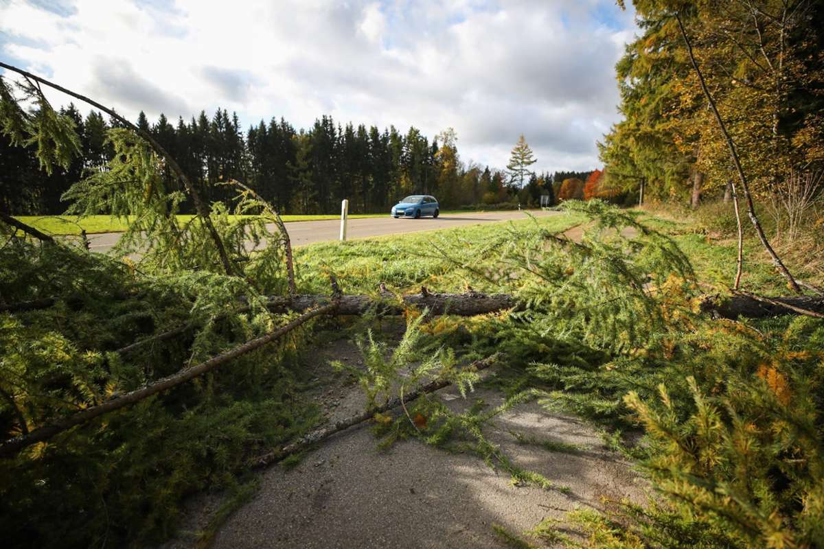 In Pfaffenweiler stürzte ein Baum auf die Landstraße.