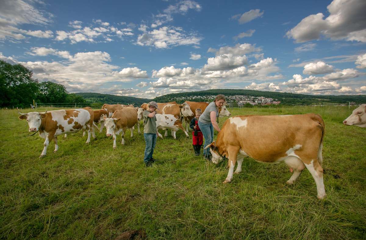 Peta zeigt Bauernhöfe an: Tierrechtler gehen gegen Milchbauern vor